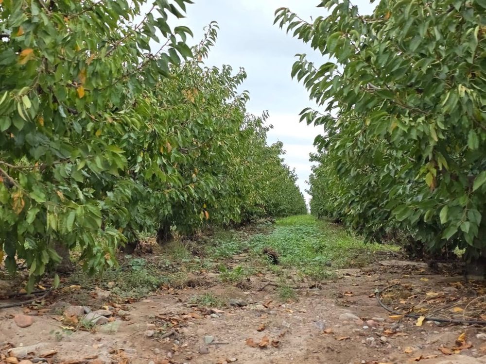 La finca Santacroce, ubicada en Agrelo, se convirti&oacute; en el primer establecimiento del oasis Norte de Mendoza en obtener la certificaci&oacute;n de Sitio de Producci&oacute;n Libre (SPL) de Mosca del Mediterr&aacute;neo&nbsp;