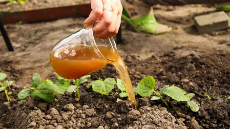 No lo tires más: el mejor fertilizante natural para plantas y vos lo dejas ir por tus cañerías.