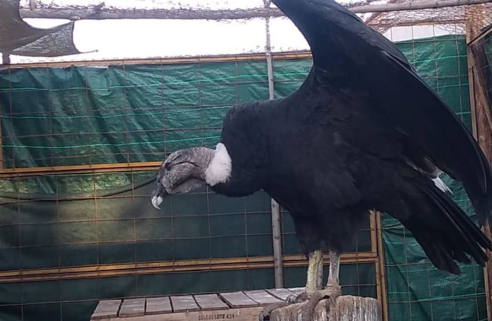 Quica, la cóndor que llegó a Mendoza y puso en pie de guerra a Esquel, regresa a su tierra a fin de mes.
