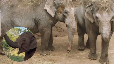 Los Andes | Antes y después: el notable cambio físico de la elefanta Guillermina en casi un año y medio en la selva brasileña. Foto: Archivo Los Andes