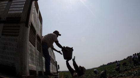Los Andes | Tras la cosecha. Los problemas en el almacenamiento, transporte y distribución de los alimentos generan pérdidas de miles de toneladas (AP).