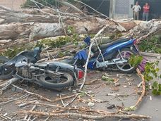 Un motociclista murió y otro resultó herido tras la caída de un árbol por el Zonda en Las Heras