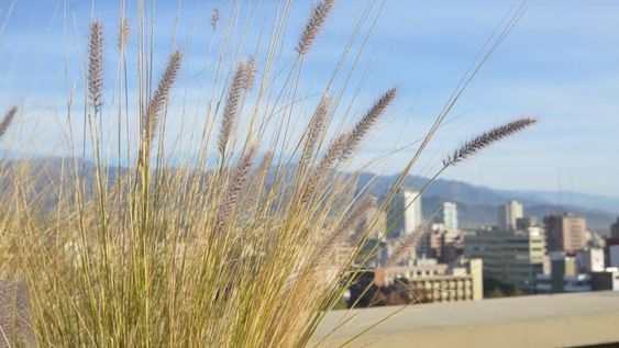 La Ciudad anuncia medidas preventivas por pronóstico de viento zonda