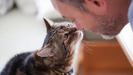 Un gato que no corre hacia la puerta ni exige caricias constantemente no necesariamente es indiferente.
