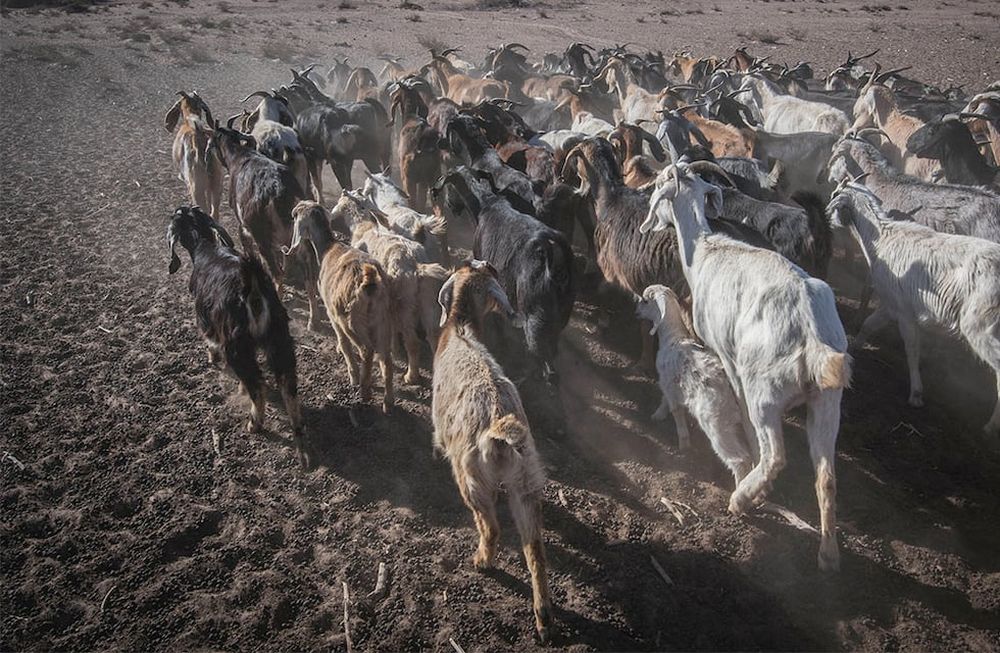 Los productores de cabras se ven obligados a sacar sus animales, a pastar por largas caminatas, debido a que el alimento escasea por la sequía. Foto: Orlando Pelichotti / Los Andescrisis hidráulica agua pastura clima desierto calor humedad temperatura termómetro