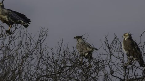 Los Andes | Fotos y video: Estaban de vacaciones en Mendoza y se toparon con una especie en peligro de extinción. Foto: Gentileza: Carlos Servín