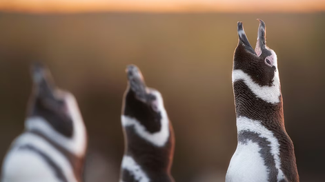 Furor por el streaming del Conicet con pingüinos: Aconcagua Radio habló con el biólogo Flavio Quintana