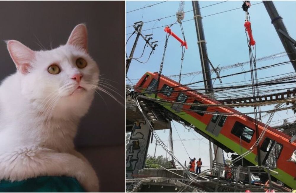 En las redes los llaman el milagro gatuno de México
