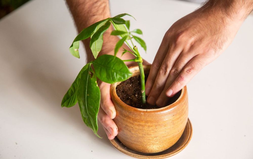 Cuidar correctamente esta planta no solo ayuda a realizar mejor la fotosíntesis, sino que contribuye a que el aspecto del ambiente siga siendo armónico y elegante.