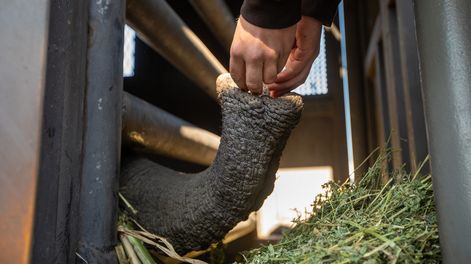 Kenya ya llegó a Brasil y no quedan elefantes en Argentina: las mejores fotos y momentos del viaje que empezó en Mendoza. Foto: Gentileza ProyectoELE.org | Fundación Franz Weber.
