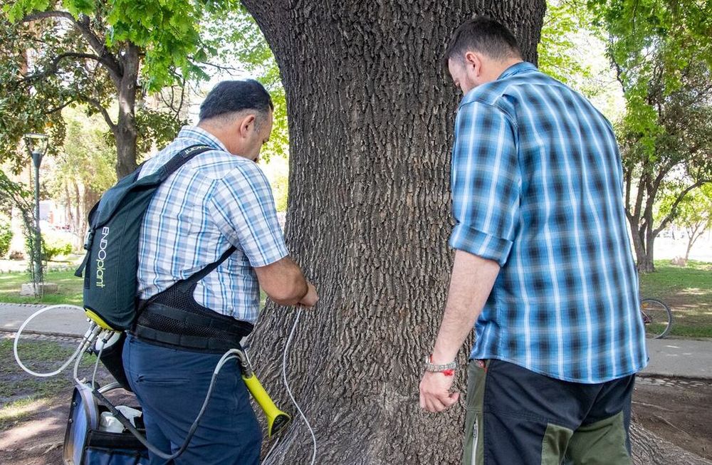 Maipú realiza endoterapia arbórea en sus espacios públicos