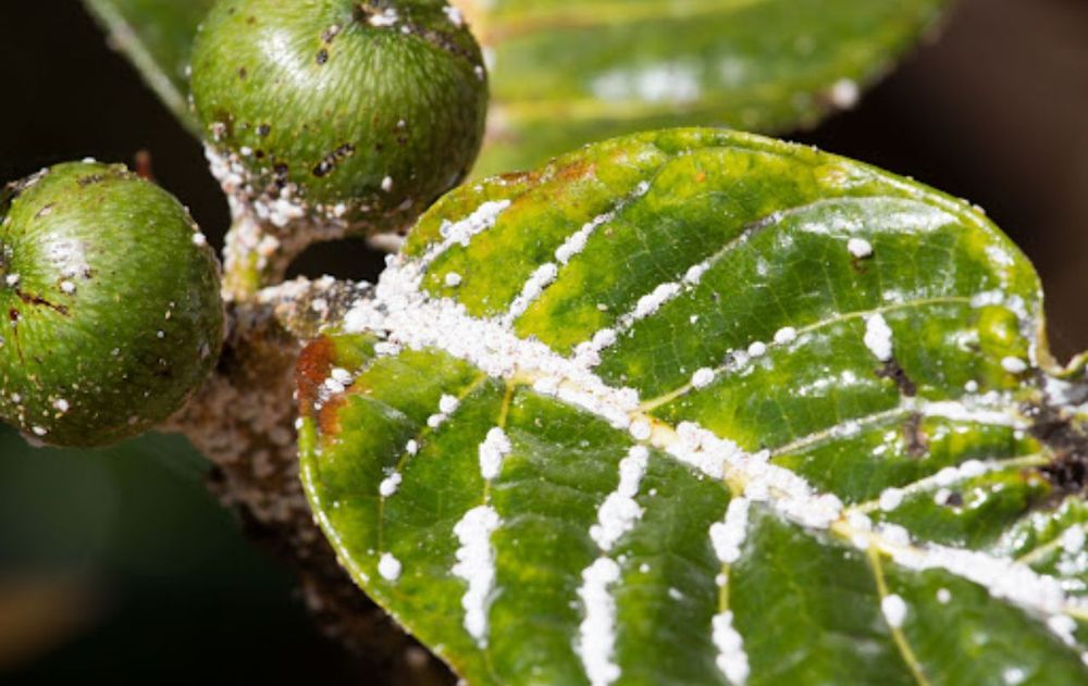 Para alejar a los insectos fácilmente, deberás mantener el jardín limpio, retirar hojas secas y podar las ramas más afectadas. Para alejar a los insectos fácilmente, deberás mantener el jardín limpio, retirar hojas secas y podar las ramas más afectadas.