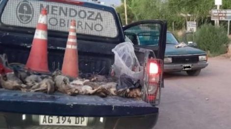 Los Andes | Cuatro personas detenidas con un bolso con vizcachas muertas en San Carlos.