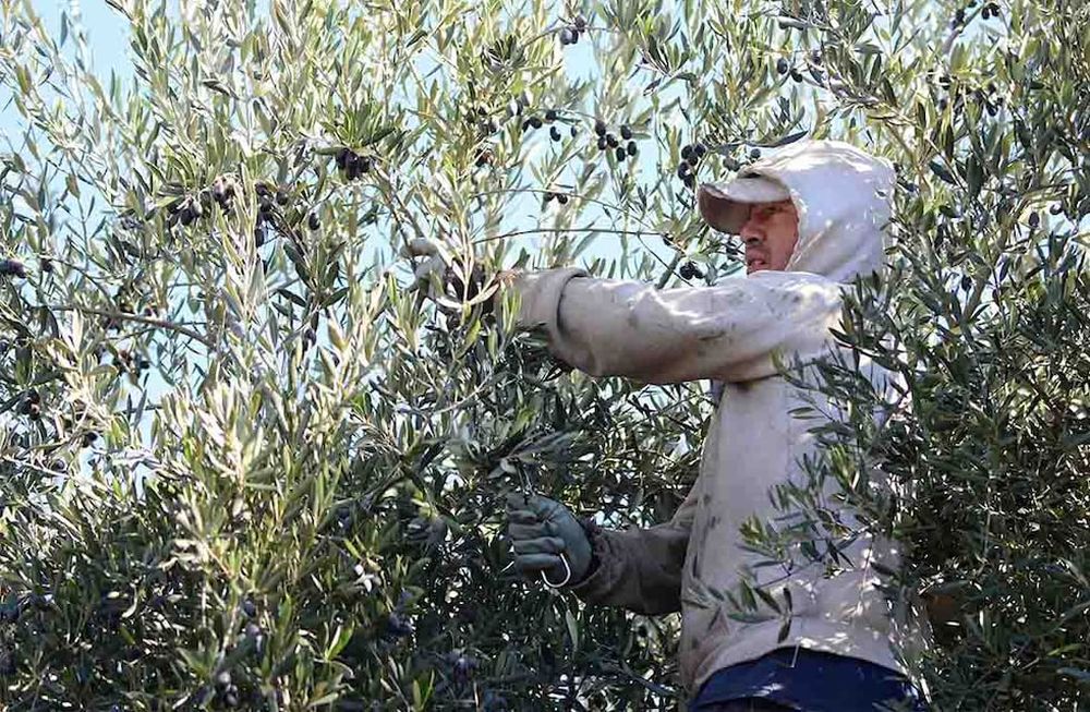 El IDR actualizará a productores del Este sobre un elemento clave a la hora de cuidar las fincas.  El encuentro será abierto y gratuito. Informes en www.idr.org.ar