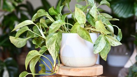 Es una planta sencilla, agradable y funcional para ayudarla a crecer dentro de casa sin cuidados especiales.