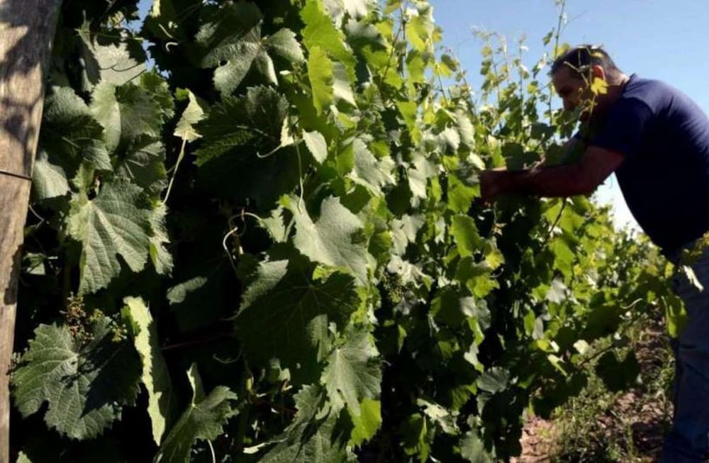 La Unión Europea es el principal mercado de los vinos orgánicos