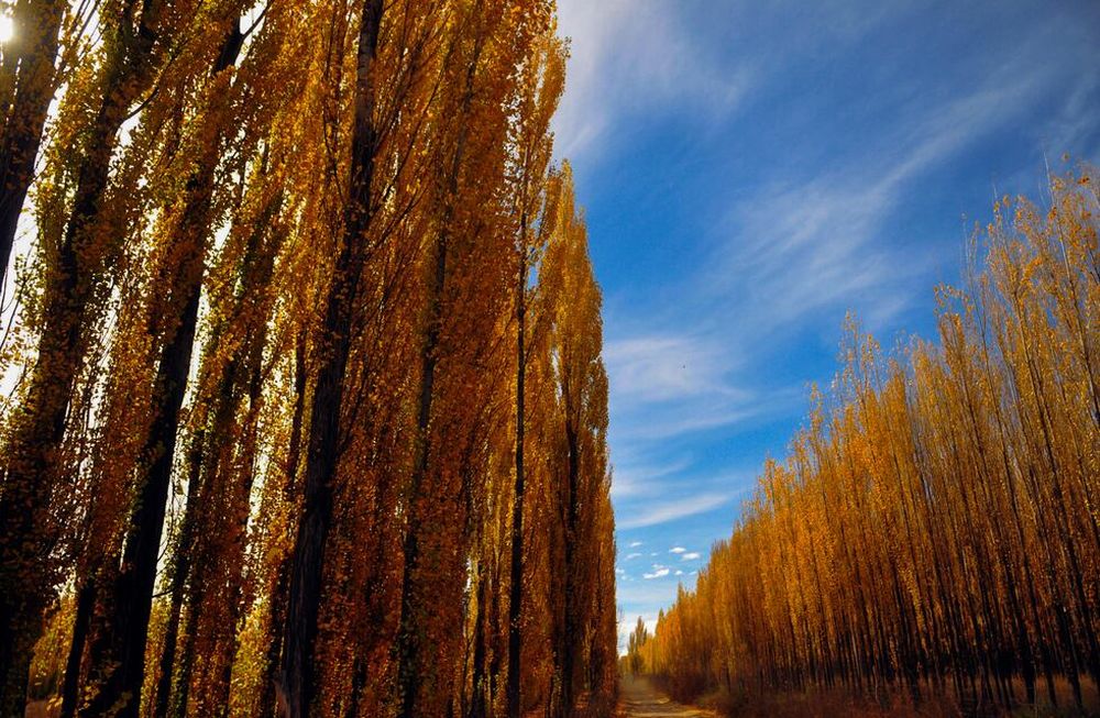 Mendoza Bellísima
