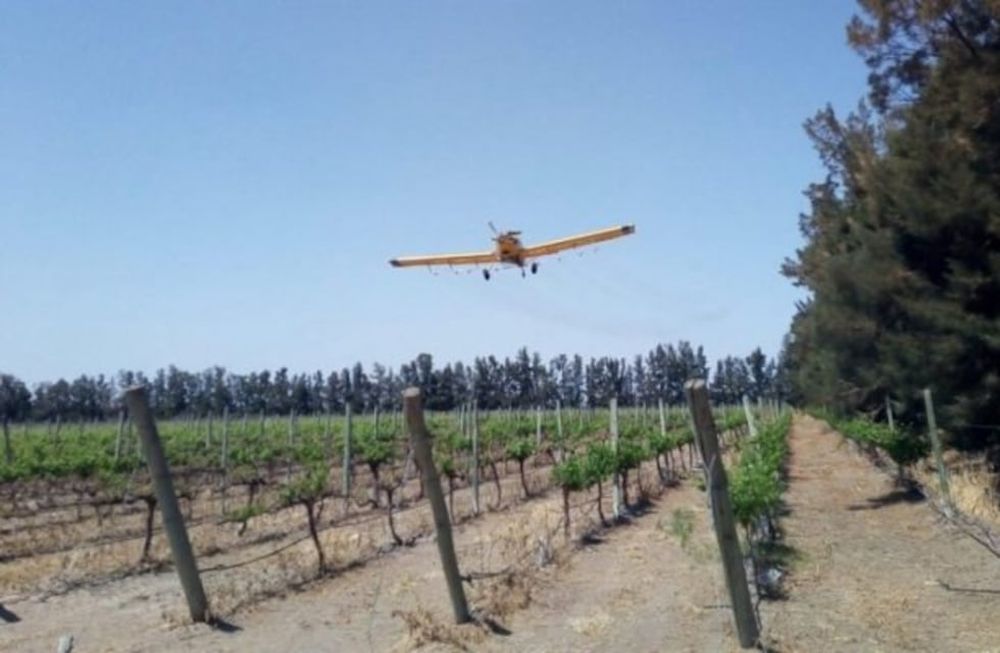 Aún no hay novedades sobre los fondos nacionales para combatir la polilla de la vid y con los provinciales sólo se podrán realizar tratamientos aéreos para mantenimiento. Foto: Gentileza Iscamen