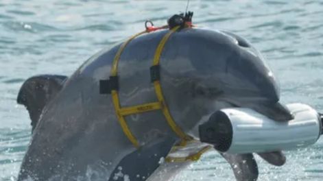 Un delfín equipado con elementos audiovisuales y cargando un dispositivo de prueba es entrenado por la marina estadounidense.