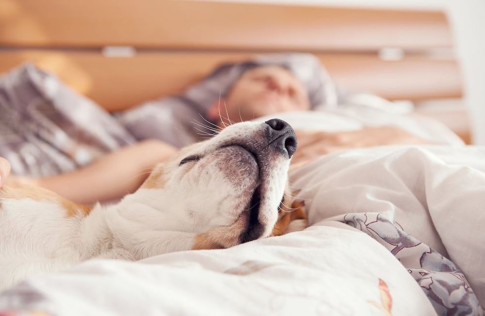 Día Mundial del Sueño: todas las claves para dormir bien