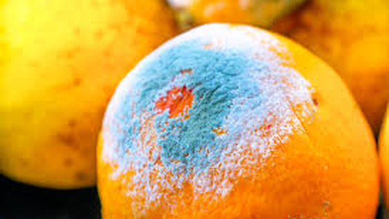 si encontras una naranja con moho en la heladera no la tires, tenes que saber como la podes recuperar si encontras una naranja con moho en la heladera no la tires, tenes que saber como la podes recuperar