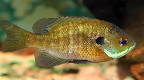 Estos fueron los peces que el alcalde de Chicago regaló al heredero de Japón.&nbsp;