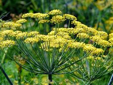 Es importante mencionar que, aunque la planta de hinojo es segura en la mayoría de los casos, no debe consumirse en exceso. Es importante mencionar que, aunque la planta de hinojo es segura en la mayoría de los casos, no debe consumirse en exceso.