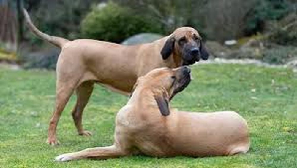 El perro que atacó al niño en San Martín no había recibido adiestramiento pese a las alertas en su comportamiento.