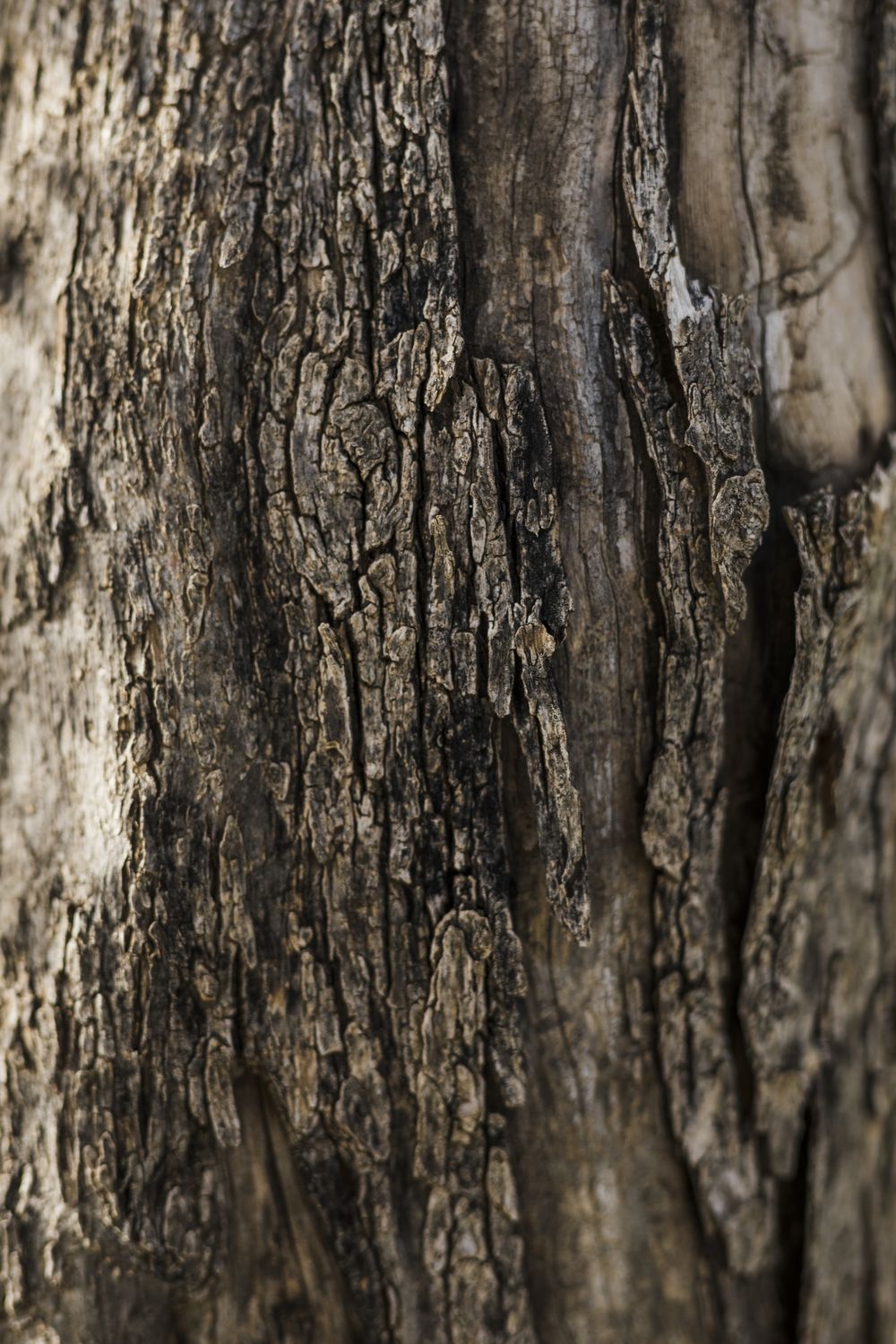 Chinche del arce. Foto: Freepik.es