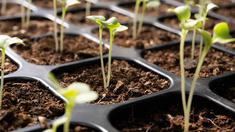 6 semillas que no deberías plantar durante el verano, según jardineros profesionales