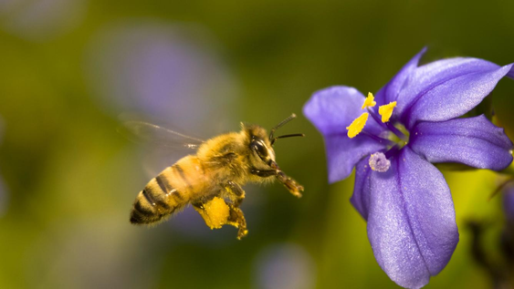Las abejas llegaran a tu jardín luego de colocar este objeto.&nbsp;