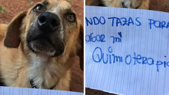 Buscan juntar fondos para pagar el tratamiento por leucemia para una perrita. Facebook.