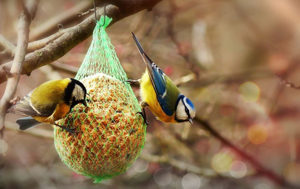 Cuidar el bienestar de estos pájaros significa ofrecer alimentos adecuados, mantener la limpieza y respetar sus comportamientos naturales.