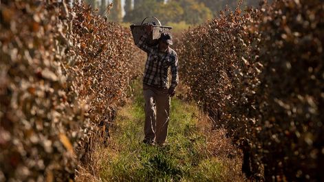Los Andes | La falta de conectividad a internet en el campo es una de las principales trabas para la implementación total del RUT digital.Foto: Ignacio Blanco / Los Andes