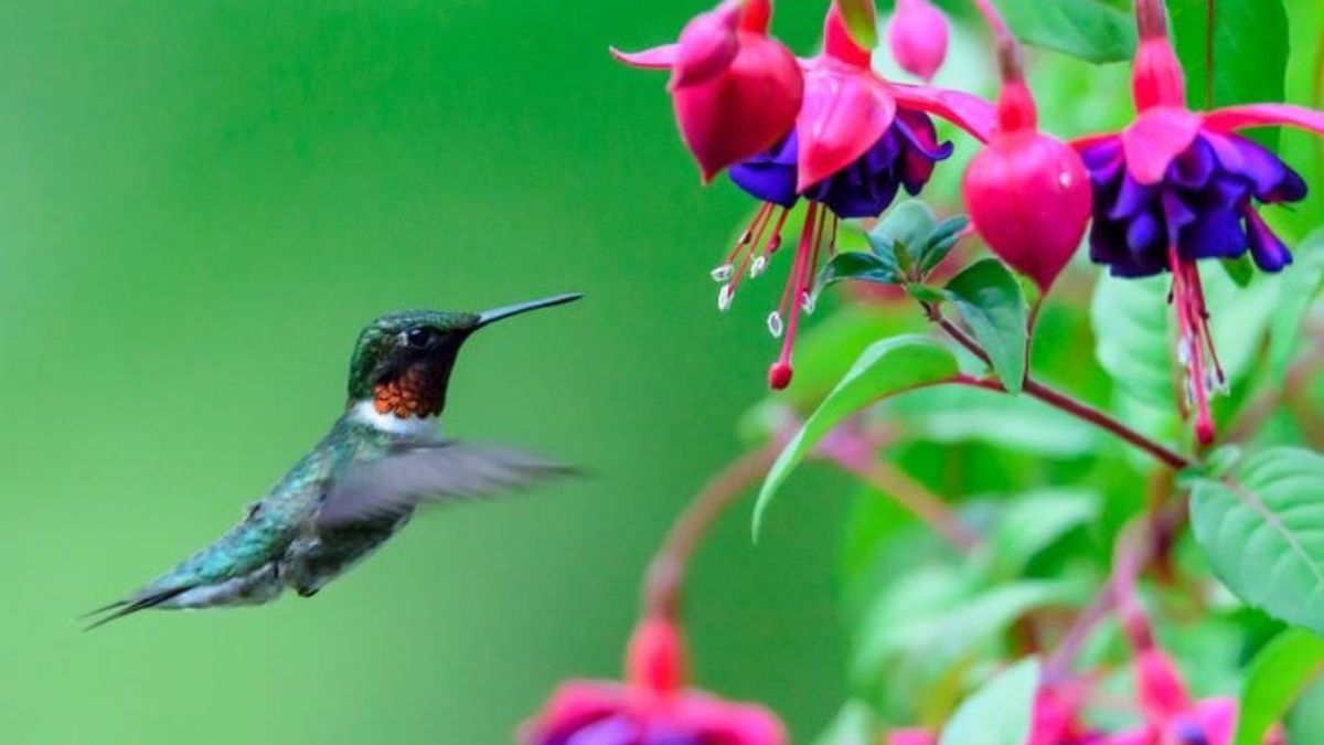 La flor del jardín que siempre necesita sombra y alimenta mariposas y colibríes durante todo el año