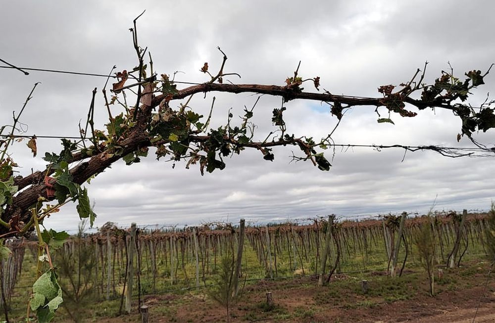La primera helada tardía de la temporada llegó a los -4°C en algunas localidades, pero se deberá esperar a los próximos días para evaluar el grado de afectación. Imagen ilustrativa