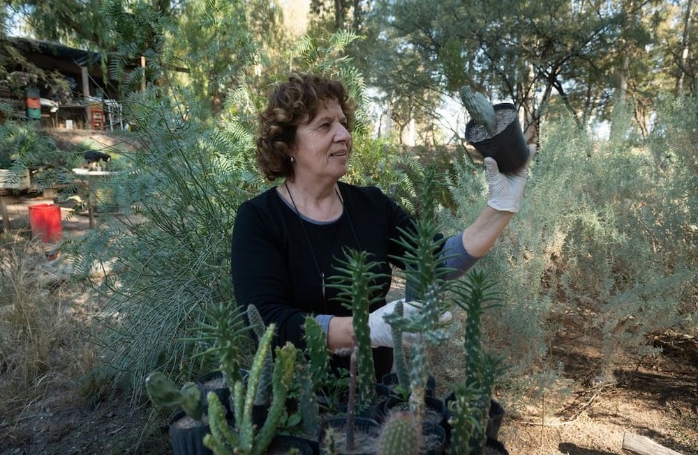 Asociación Gestión Nativa. Paca Llompart selecciona plantines para la venta. Es una Asociación llevada adelante por mujeres en y para departamento de Las Heras en la cual producen plantas nativas para restaurar el ecosistema afectado por la industria o el sr humano. Foto: Ignacio Blanco / Los Andes