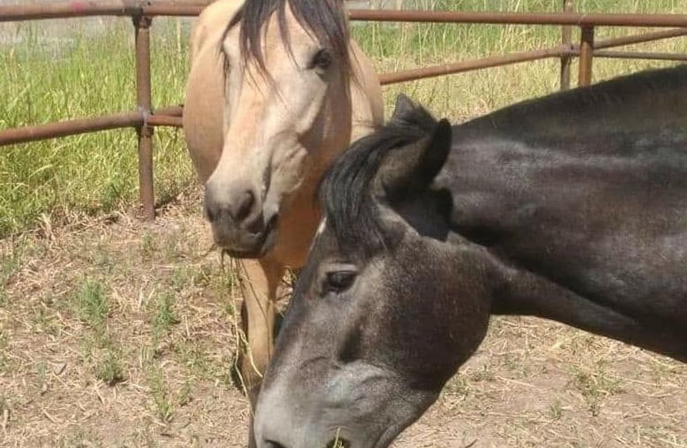 Kanú y Tordillo