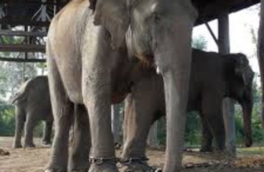 Dormía en una cabaña y la mató un elefante