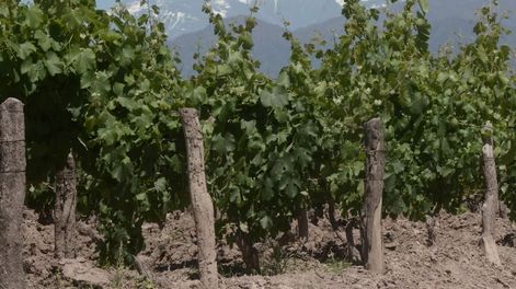 El último round de Cornejo - Por Gastón Bustelo