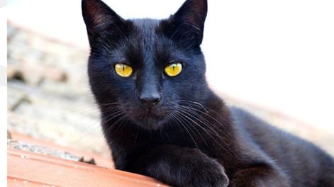 Mito o realidad: ¿se sacrifican gatos negros en Mendoza para Halloween?