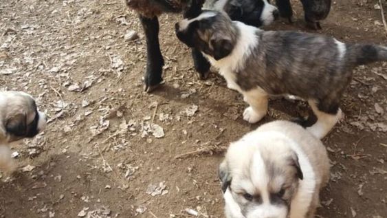 Perros pastores, la eficaz herramienta para cuidar al ganado