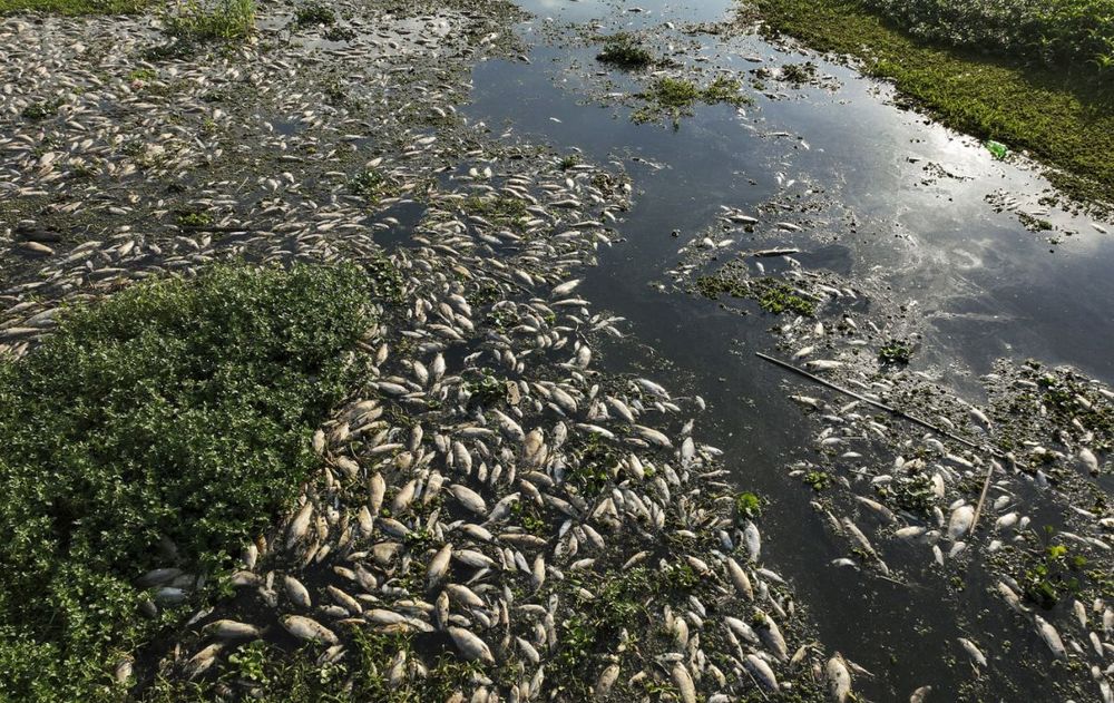 El caso de Indonesia demuestra que liberar un animal doméstico en un ambiente natural no siempre representa una oportunidad para que viva libremente.