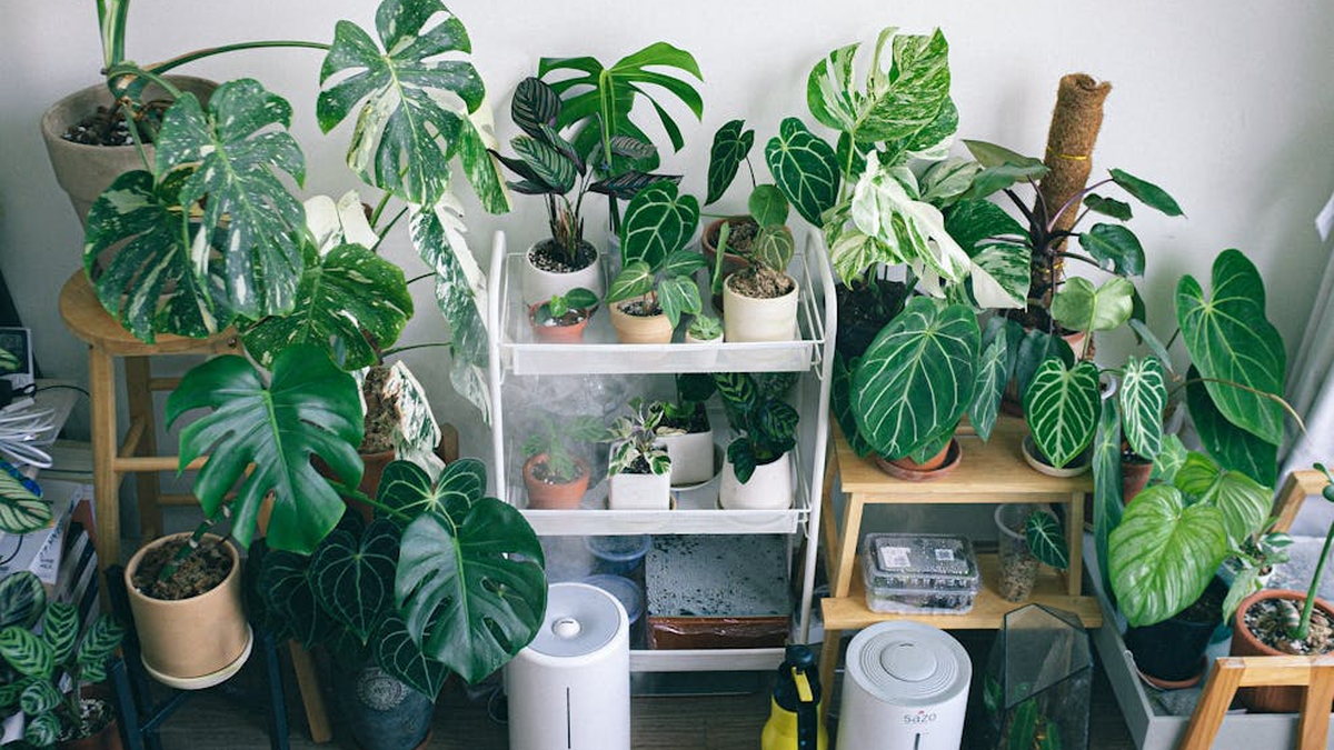 Los especialistas lo confirman: esta es la planta que más beneficios trae para tu hogar durante todo el año