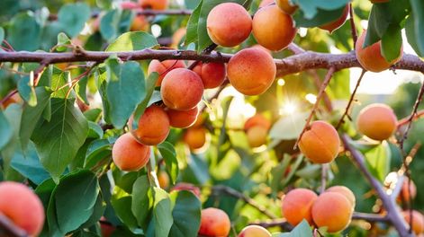 La fruta con alto contenido de betacarotenos, potasio y antioxidantes