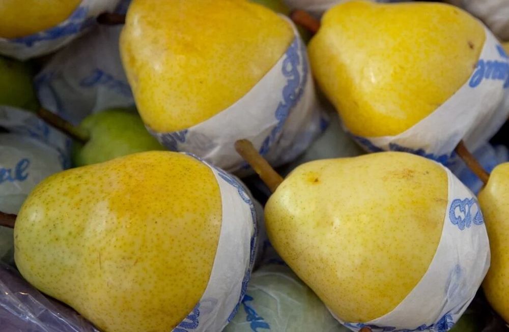 Aumentaron las ventas de peras y manzanas a Rusia