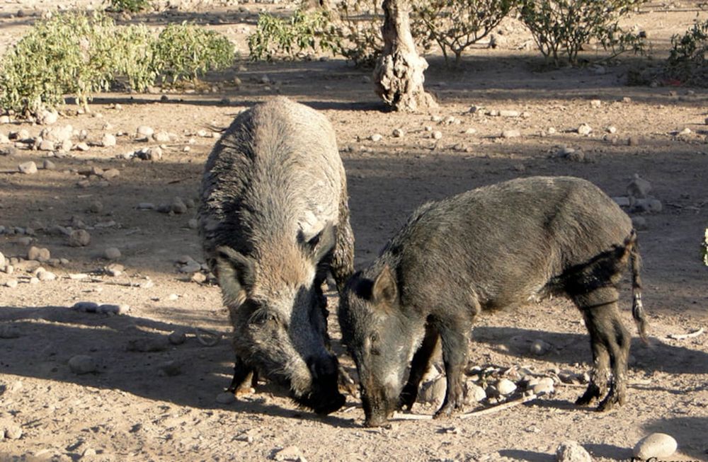 El jabalí es una de las especies exóticas invasoras presentes en Mendoza y consideradas entre las más dañinas del mundo.