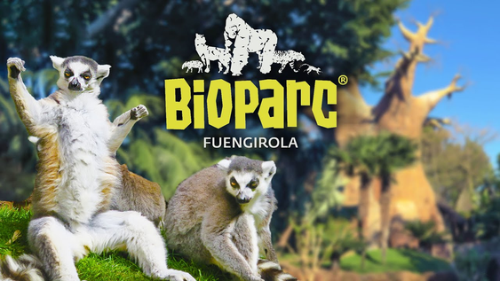 Este nacimiento tuvo lugar en el Bioparc Fuengirola de España.