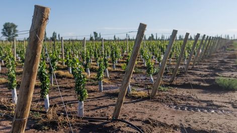 Vid de Jorge Rubio en General Alvear.