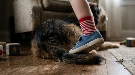 El nene habría pisado la cola del perro viejo, desencadenando el ataque